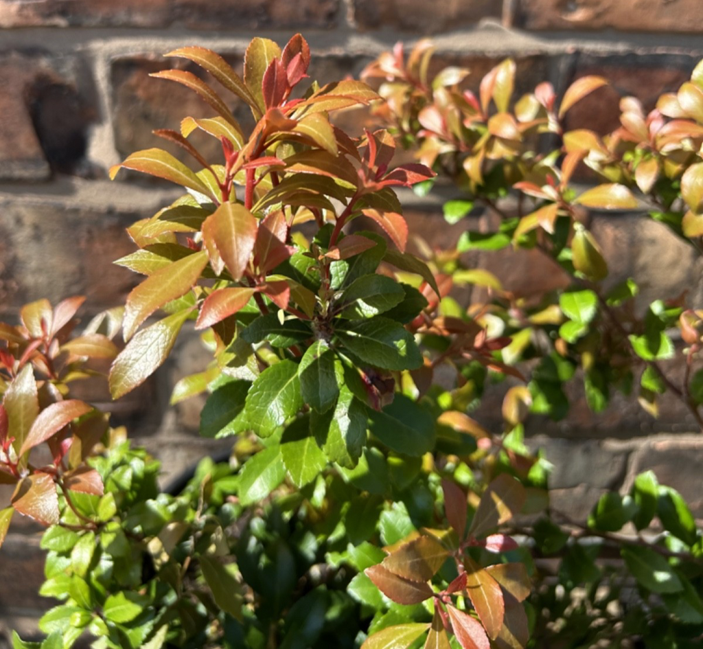 Pieris Japonica Bonfire Evergreen Shrub Approx 30-40cm Tall 2L Lily o the Valley