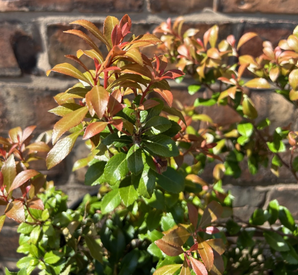 Pieris Japonica Bonfire Evergreen Shrub Approx 30-40cm Tall 2L Lily o the Valley