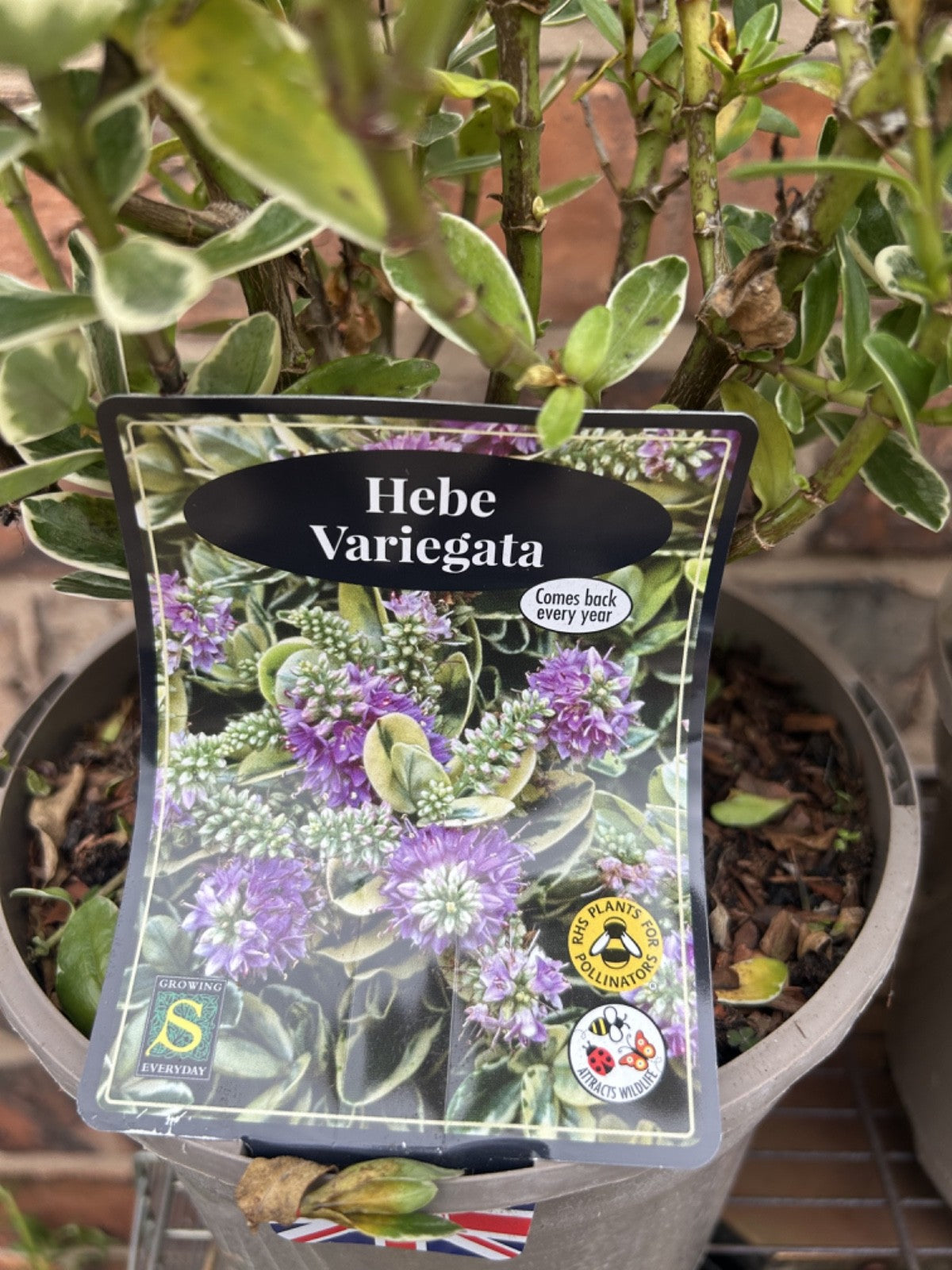 Large Hebe Variegata Purple Veronica Evergreen Hardy Shrub Plant 30-40cm 2L Pot