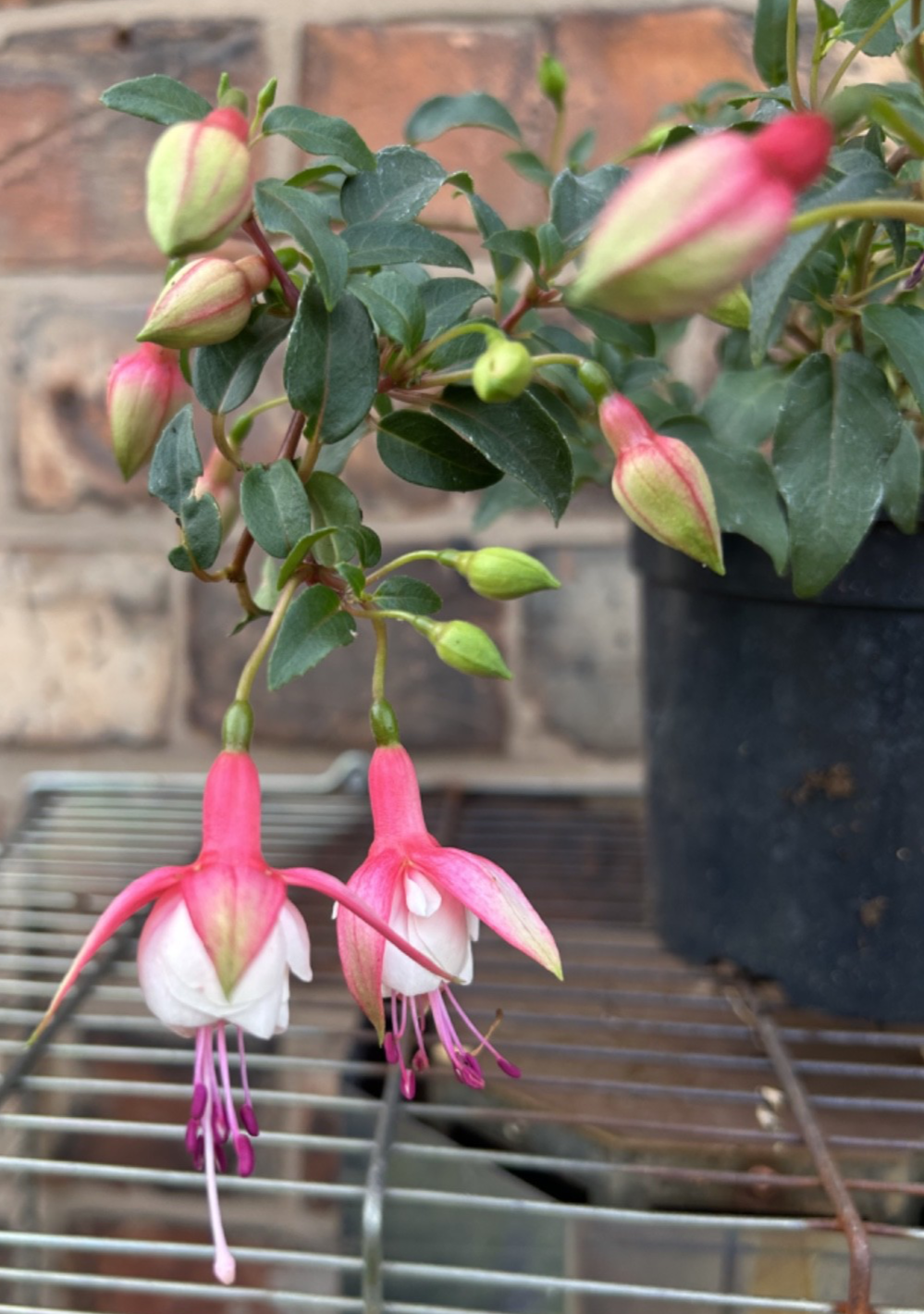Fuchsia Hardy Trailing Patio Princess Shrub 40cm Wide Plant Pink & White 1L Pot