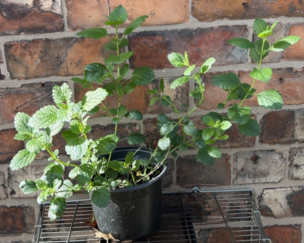 Melissa officinalis 'Lemon Balm' Perennial Lemon Fragrant Herb New Growth 2L Pot