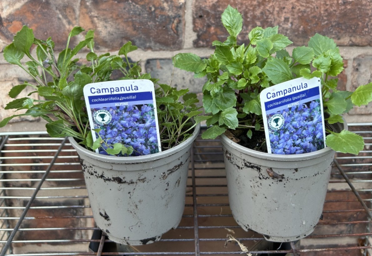 2x Campanula Hardy Garden Alpine Plants Blue Bell Shape Flowers 10cm Pot 10-15cm