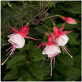 4 Pack Fuchsia Hardy Trailing Patio Princess Shrub 20-25cm Plant Pink & White