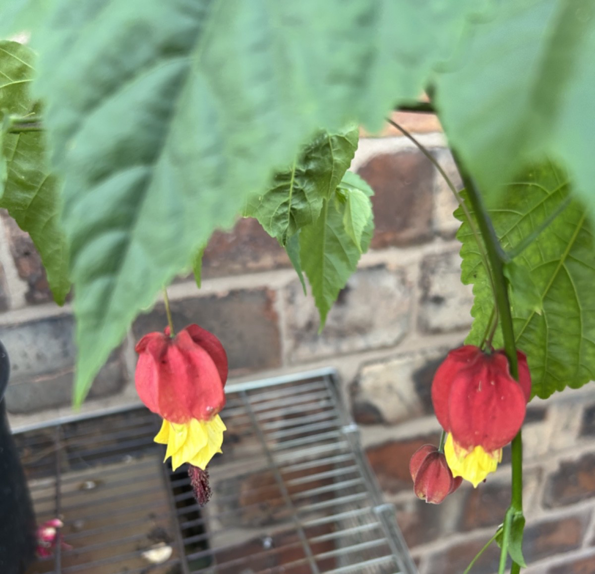 Abutilon Kentish Belle Approx 100cm Shrub Flowering Maple Trailing Habit 2L Pot