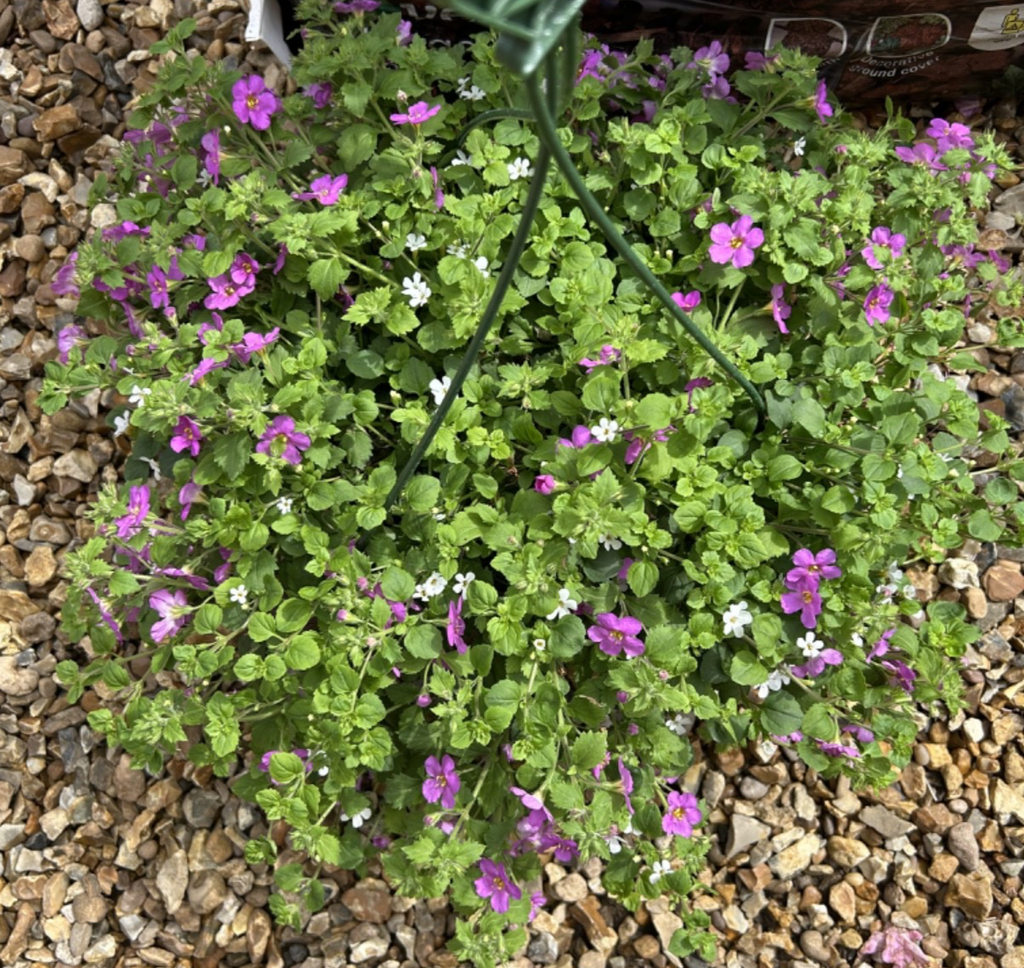 Hanging Basket Pink & White Bacopa - Full of Flowers - Approx 40-50cm Diameter