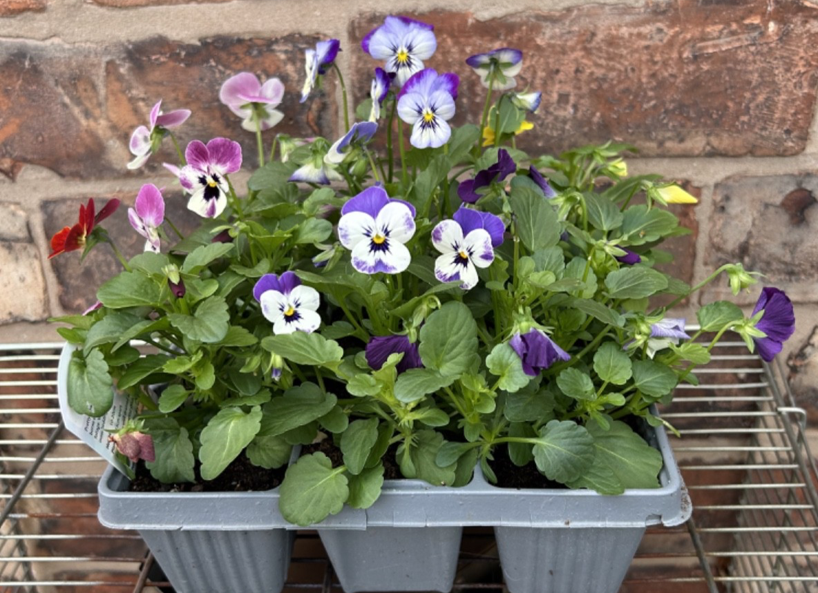 Pack of 6 Viola Winter Bedding Plants Ideal for Pots Containers Assorted Colours