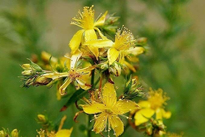 Hypericum Hidcote St John's Wort Hardy Shrub Plant Approx 20-30cm Wide 1L Pot