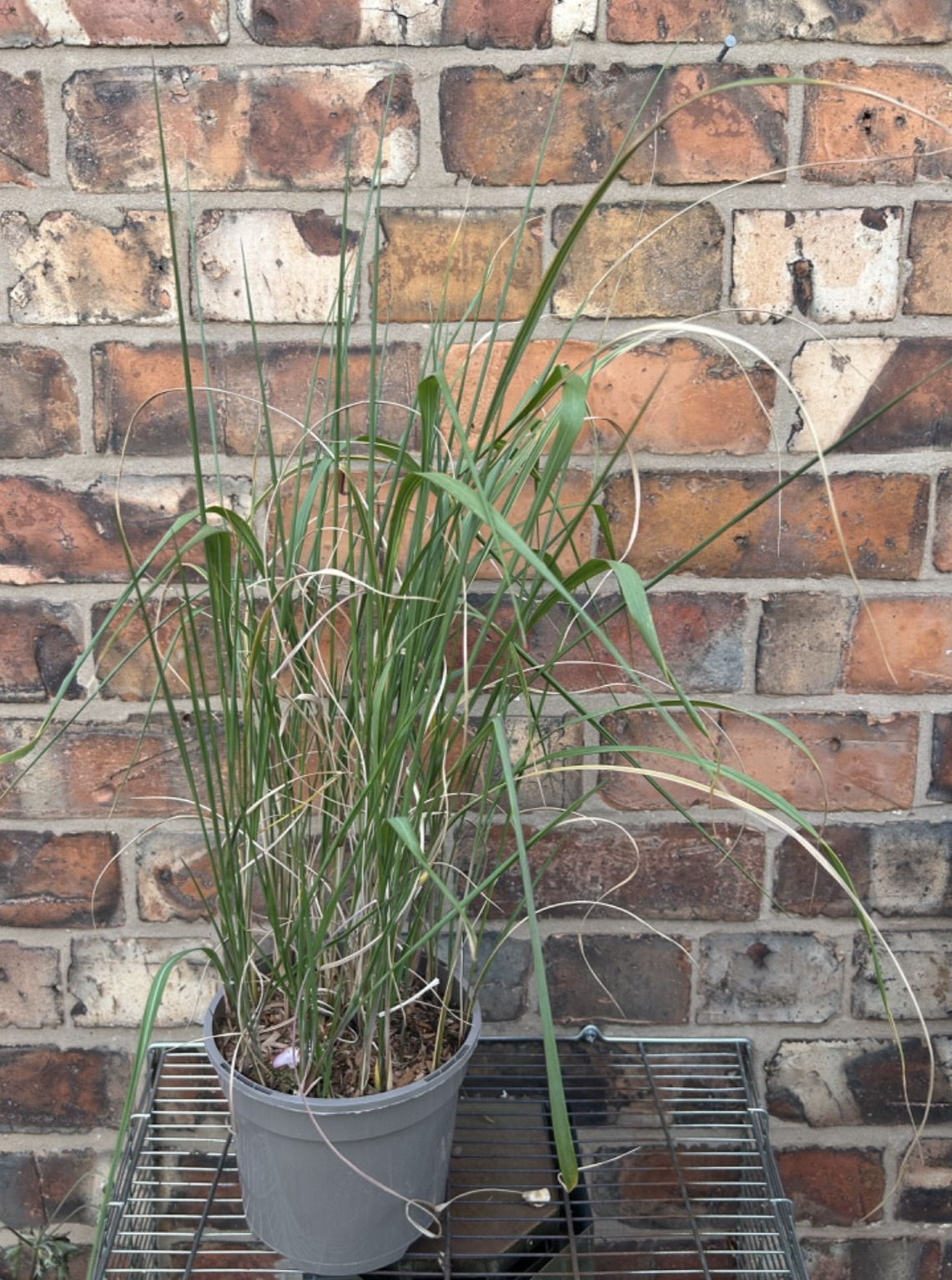Ammophila arenaria Marram European Beach Grass Approx 50-60cm Tall 2L Pot