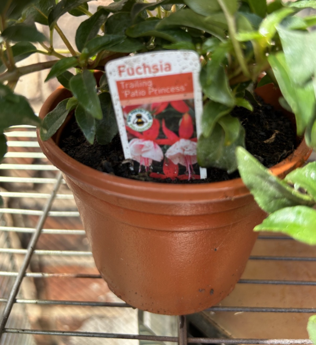 Fuchsia Hardy Trailing Patio Princess Shrub 40cm Wide Plant Pink & White 1L Pot