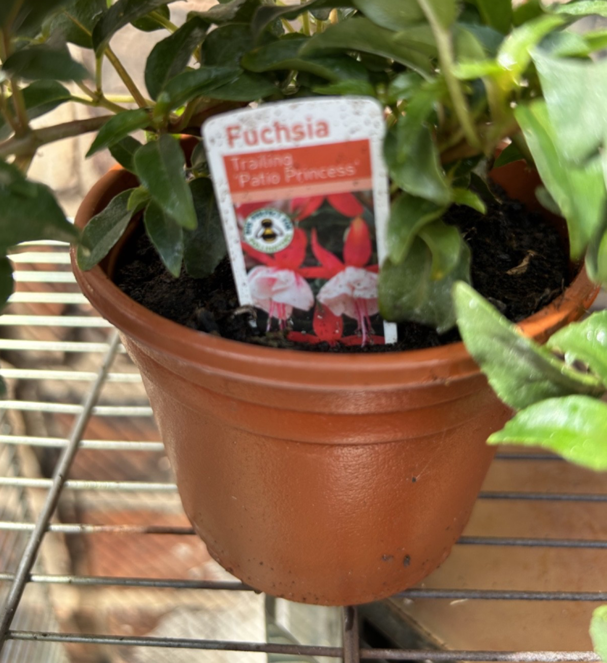 Fuchsia Hardy Trailing Patio Princess Shrub 40cm Wide Plant Pink & White 1L Pot