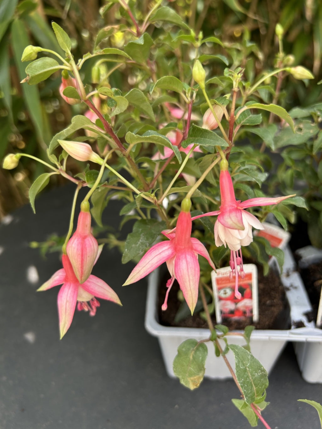 4 Pack Fuchsia Hardy Trailing Patio Princess Shrub 20-25cm Plant Pink & White