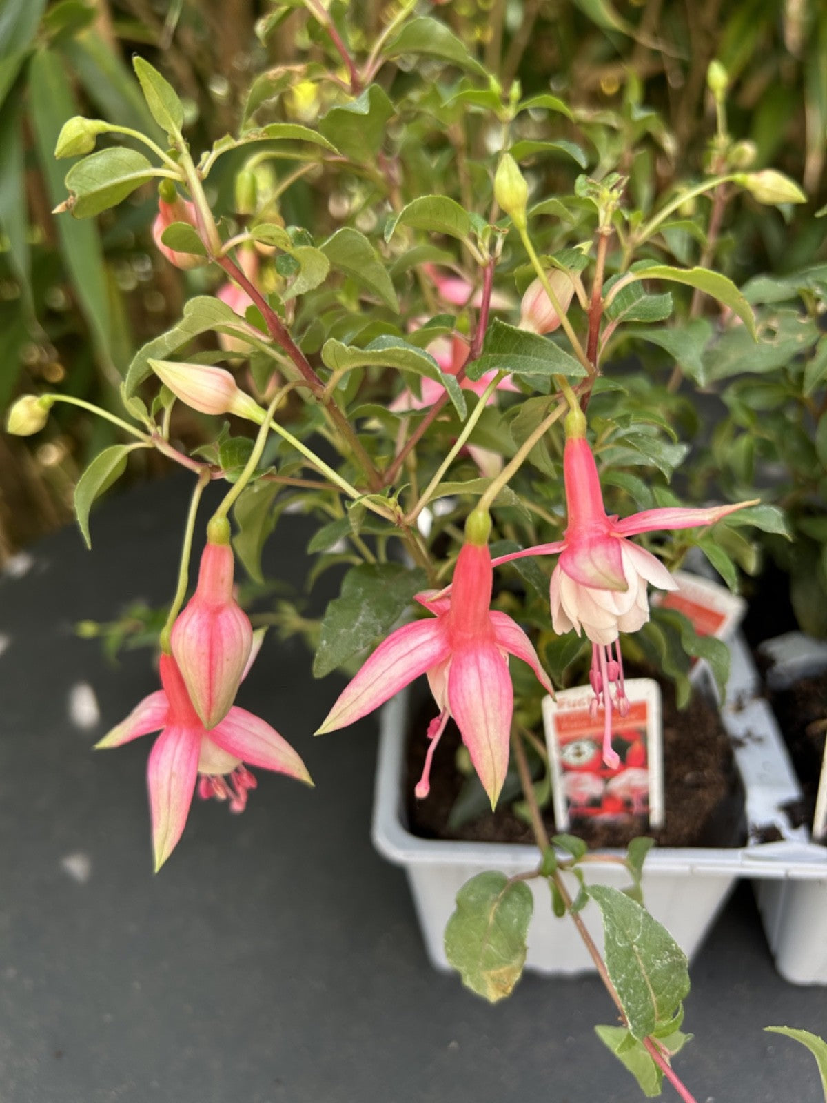 4 Pack Fuchsia Hardy Trailing Patio Princess Shrub 20-25cm Plant Pink & White