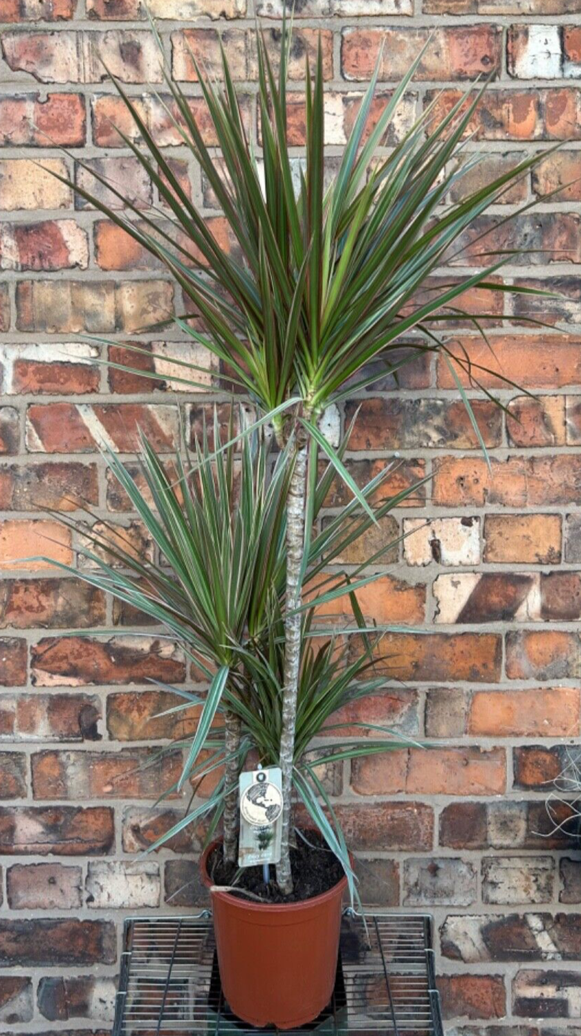 Large Dracaena Marginata Dragon Tree Tropical Evergreen Variegated Shrub 1m Tall