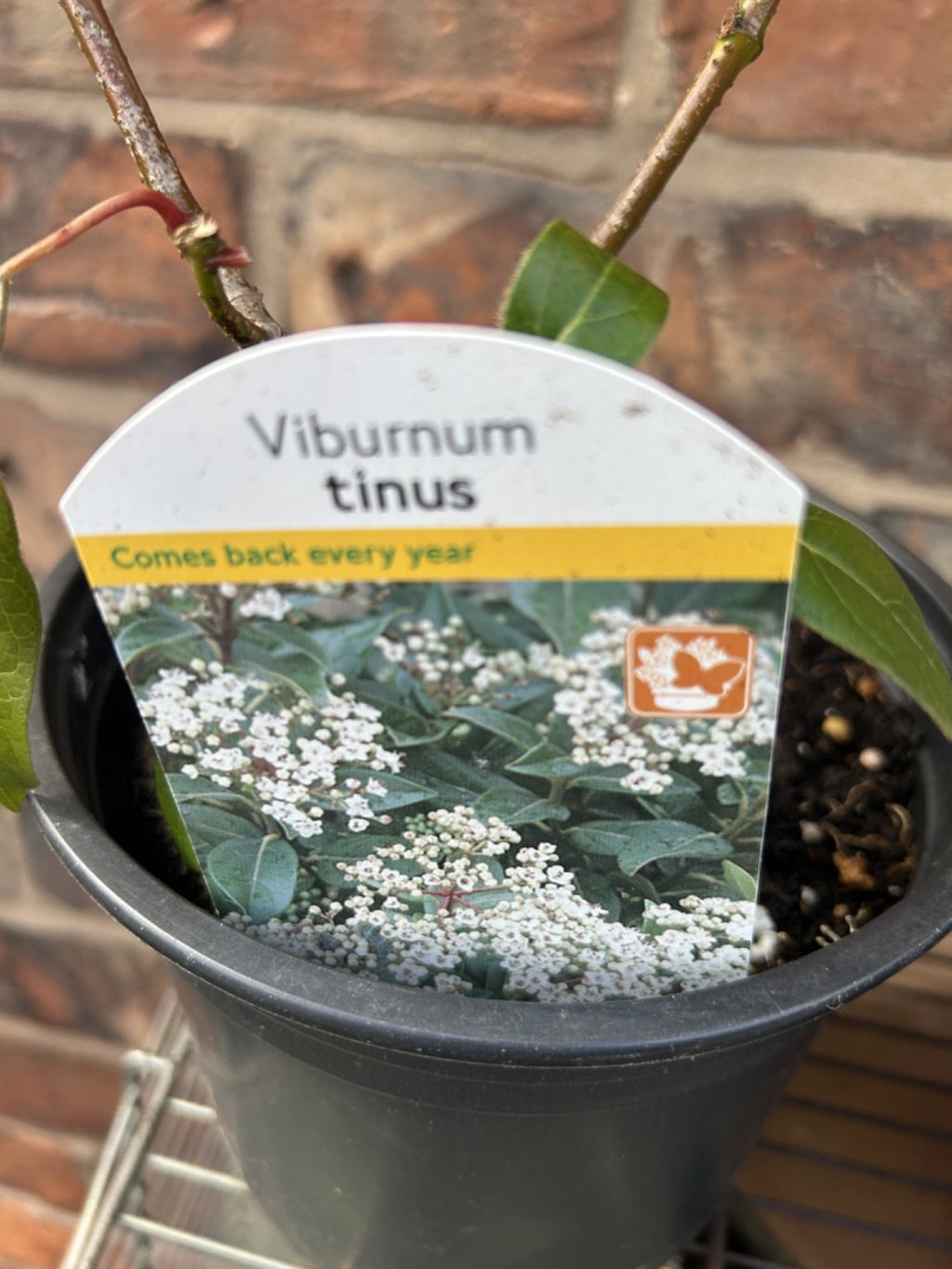 Viburnum Tinus Laurustinus Evergreen Shrub Approx 40cm Tall/Wide Hardy 2L Pot