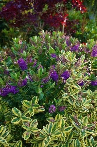 Large Hebe Variegata Purple Veronica Evergreen Hardy Shrub Plant 30-40cm 2L Pot