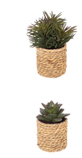 2 Different Artificial Cactus/Mini Succulents in a Seagrass Pot Indoor Outdoor