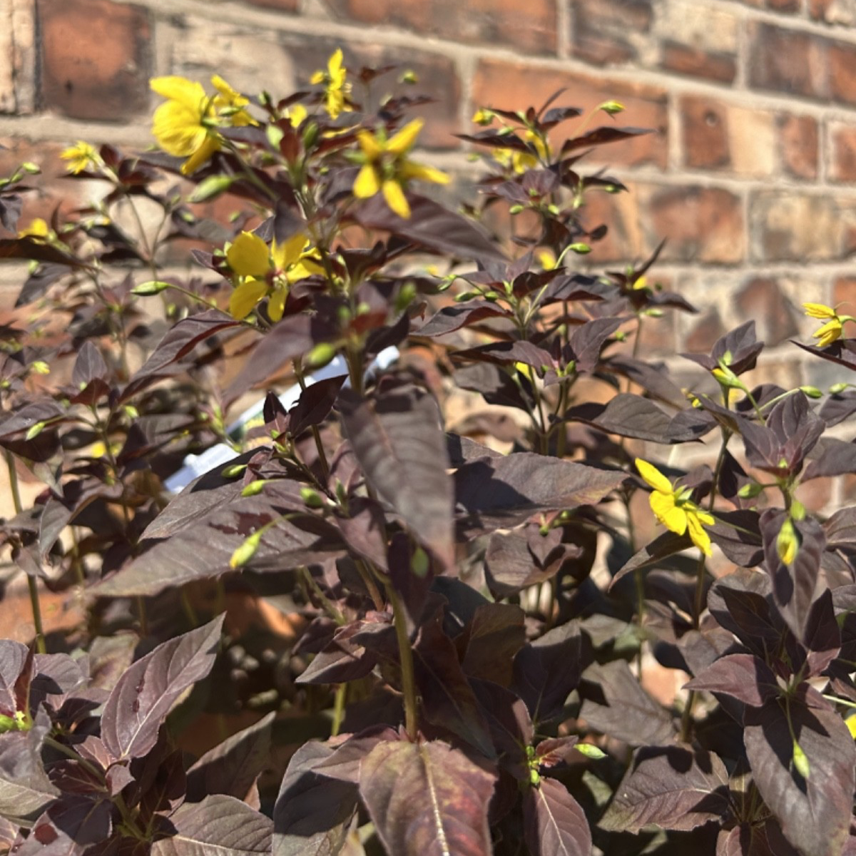 Large Lysimachia Ciliata 'Firecracker' Hardy Shrub Approx 60cm 3L Loosestrife