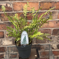 Polystichum tsussimense Korean Rock Fern Evergreen Shrub Approx 30-40cm Tall