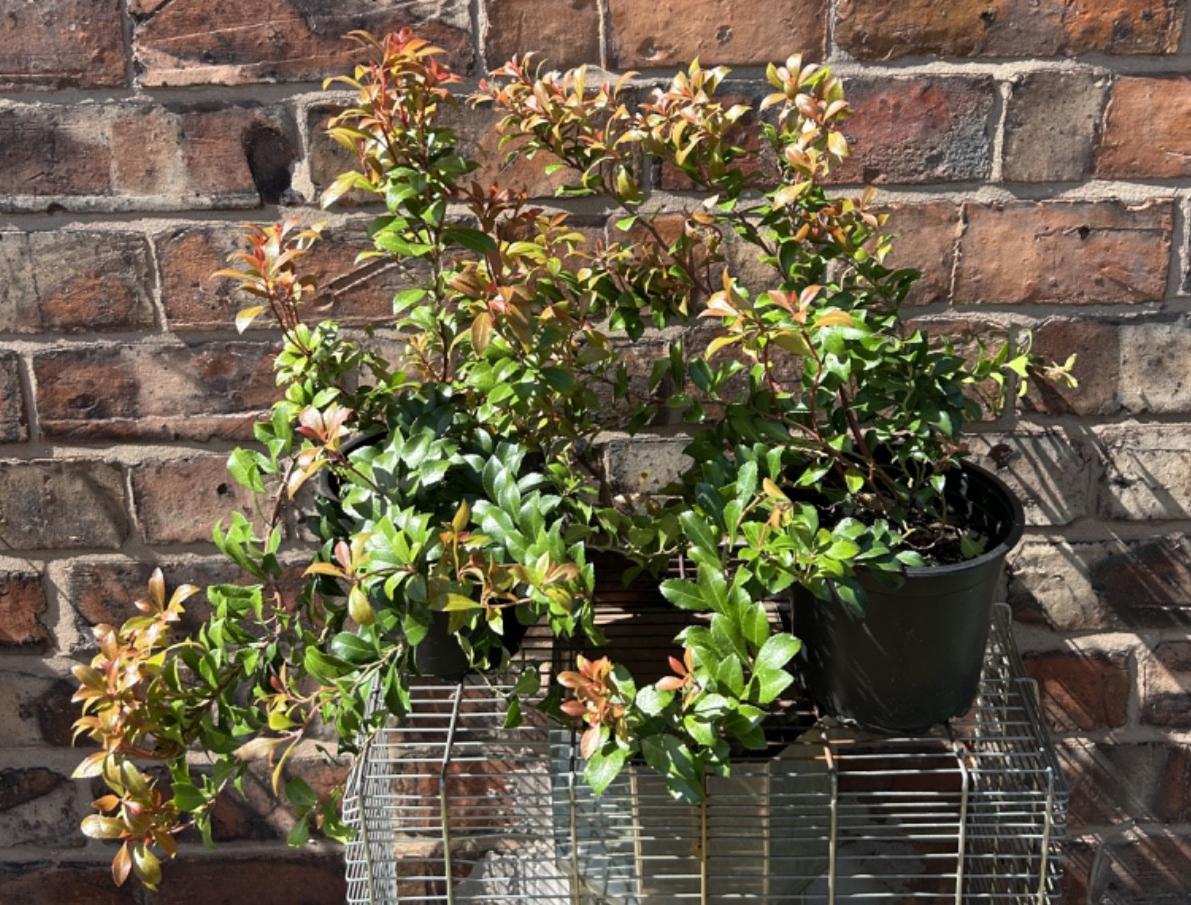 Pieris Japonica Bonfire Evergreen Shrub Approx 30-40cm Tall 2L Lily o the Valley
