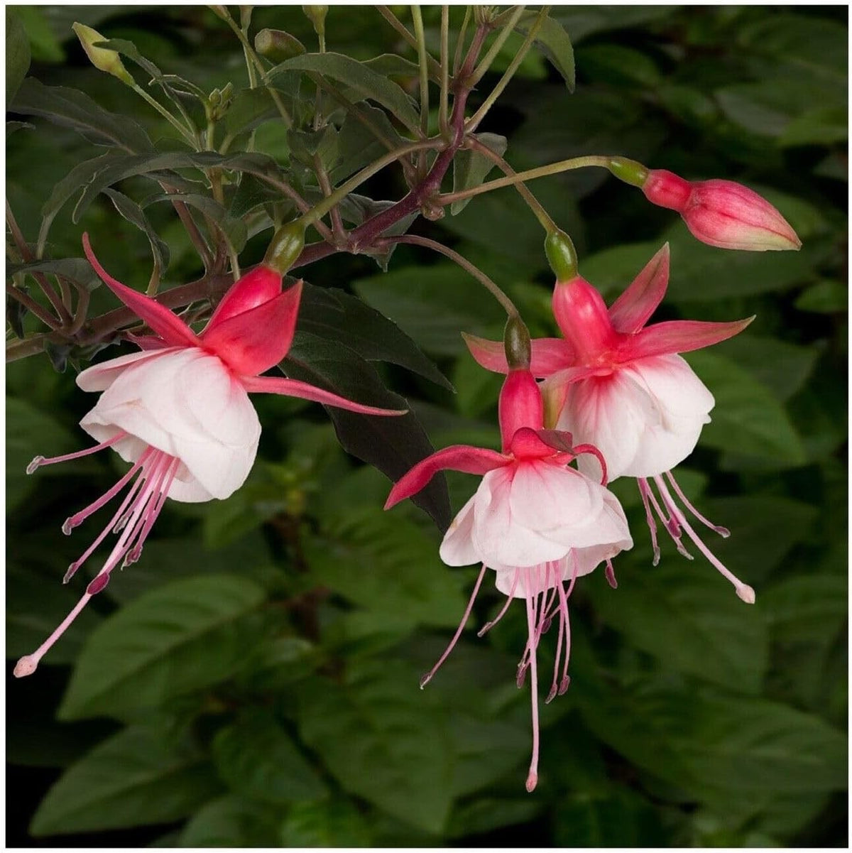 Fuchsia Hardy Trailing Patio Princess Shrub 40cm Wide Plant Pink & White 1L Pot