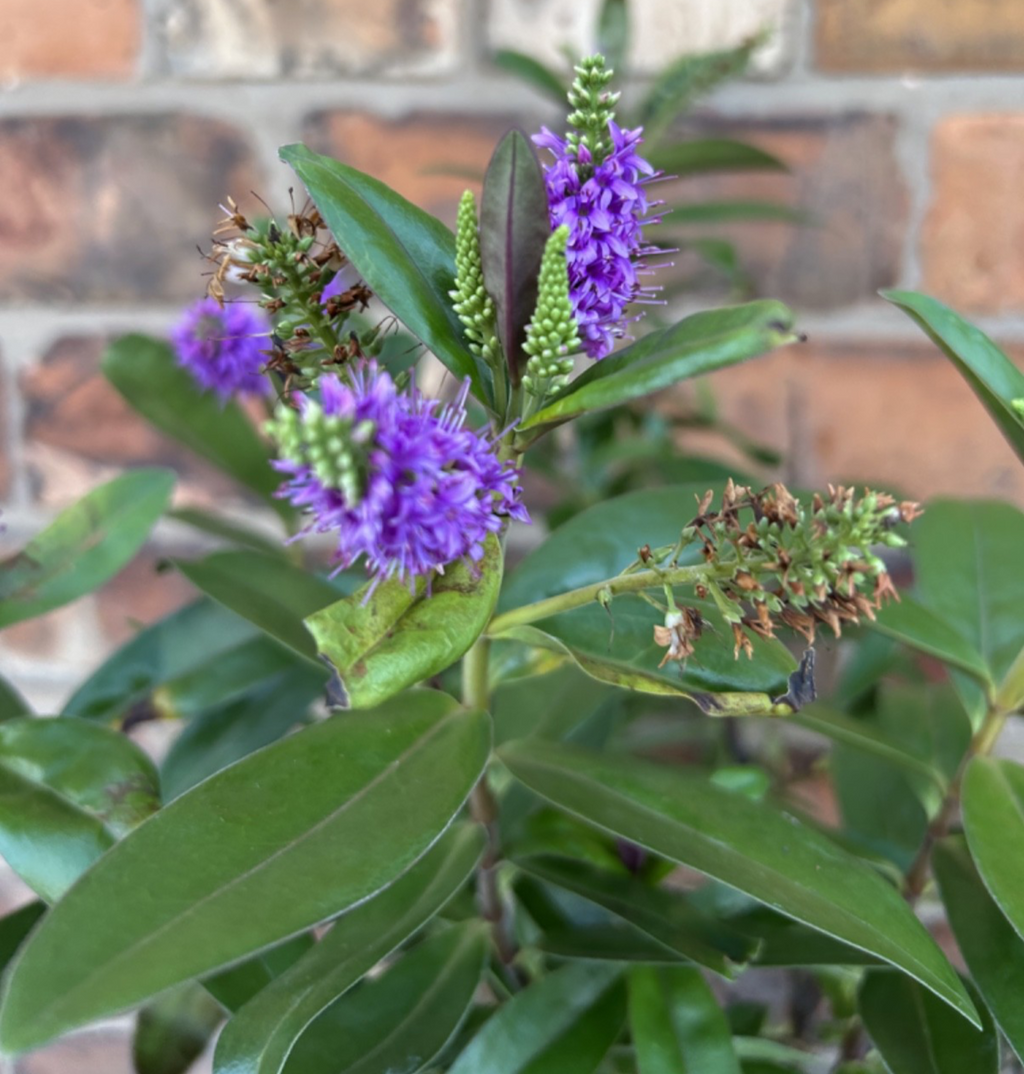 Large Hebe Britta Donna Blue Veronica Evergreen Hardy Shrub Plant 40-50cm 2L Pot