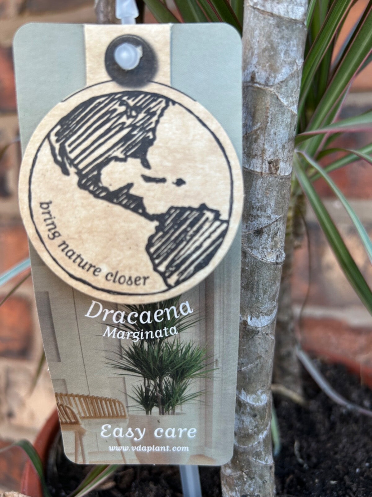Large Dracaena Marginata Dragon Tree Tropical Evergreen Variegated Shrub 1m Tall