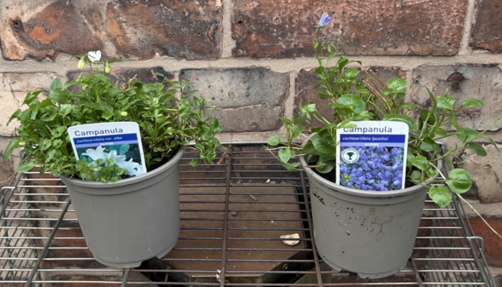 2x Campanula Hardy Garden Alpine Plant 1x Blue 1x White Flowers 10cm Pot 10-15cm