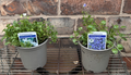 2x Campanula Hardy Garden Alpine Plant 1x Blue 1x White Flowers 10cm Pot 10-15cm