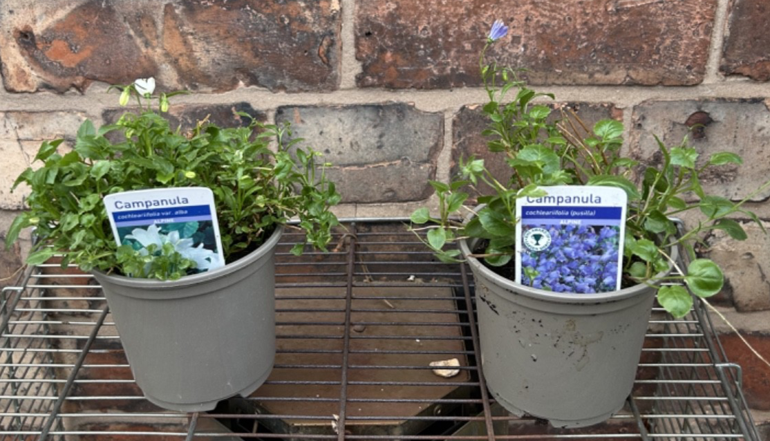 2x Campanula Hardy Garden Alpine Plant 1x Blue 1x White Flowers 10cm Pot 10-15cm