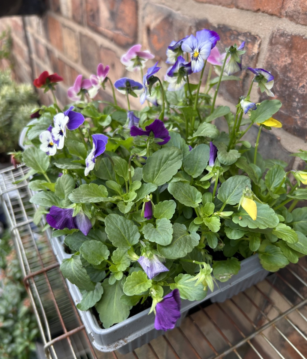 Pack of 6 Viola Winter Bedding Plants Ideal for Pots Containers Assorted Colours