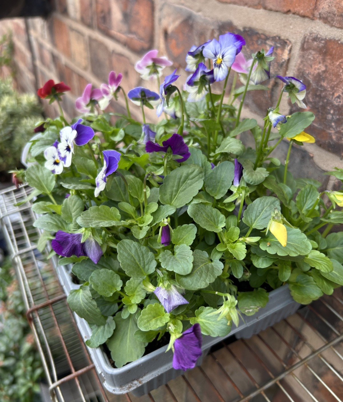 Pack of 6 Viola Winter Bedding Plants Ideal for Pots Containers Assorted Colours