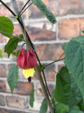 Abutilon Kentish Belle Approx 100cm Shrub Flowering Maple Trailing Habit 2L Pot