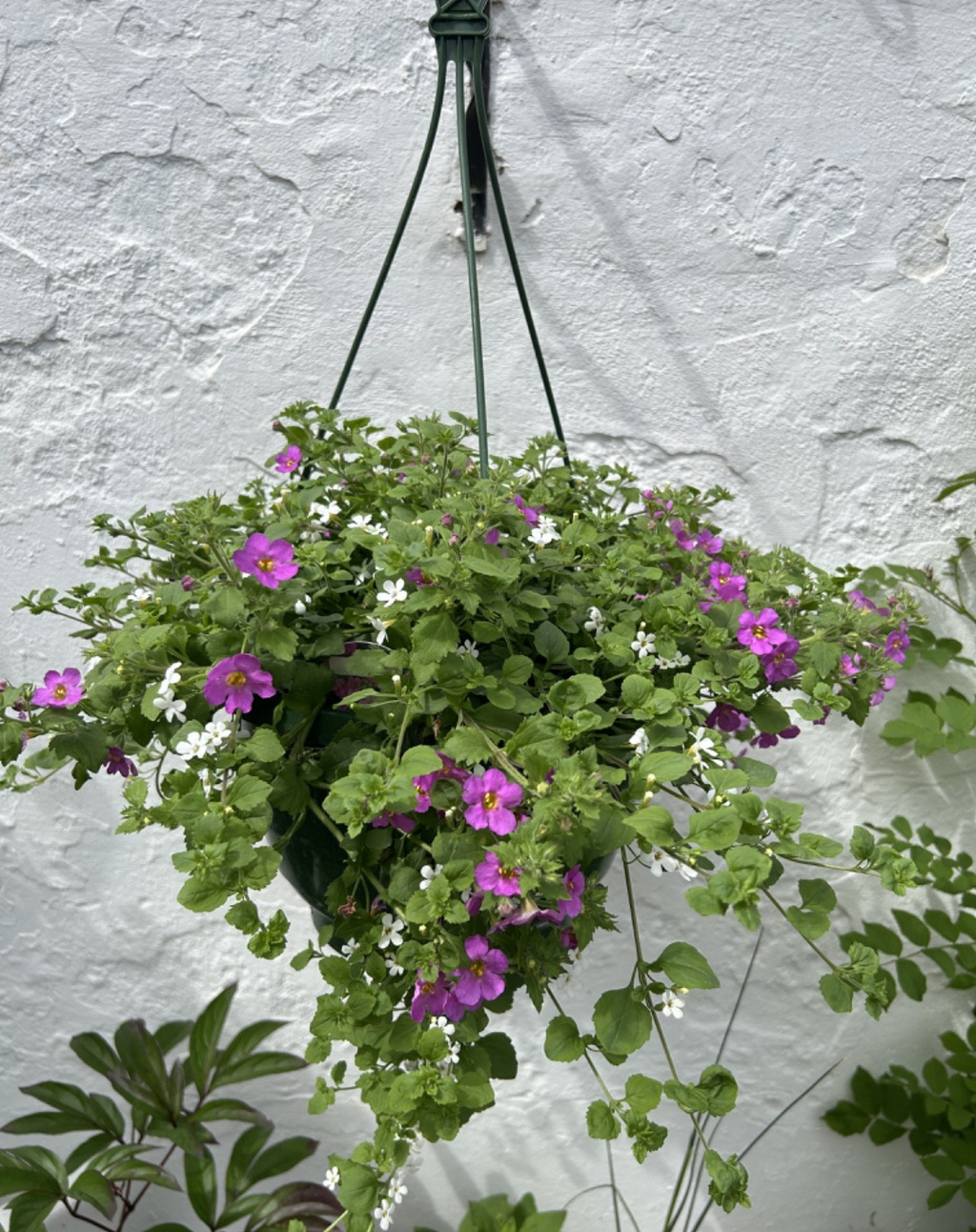 Hanging Basket Pink & White Bacopa - Full of Flowers - Approx 40-50cm Diameter