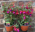 Masses of Beautiful Flowers Bush Fuchsia 'Jollies Nancy' Nantes Approx 30cm Tall