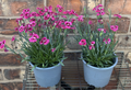 2 x Large Pot Dianthus Carmine Joy Pink 1L Evergreen Hardy Garden Alpine Plant