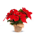 Artificial Floral Christmas Poinsettia Bouquet Hessian Pot Gold Edged Leaves