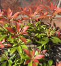 Pieris Japonica Bonfire Evergreen Shrub Approx 30-40cm Tall 2L Lily o the Valley