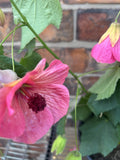 Abutilon megapotamicum Bella Pink 50-60cm Shrub Flowering Maple Bushy Habit