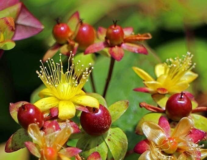 Hypericum Hidcote St John's Wort Hardy Shrub Plant Approx 20-30cm Wide 1L Pot